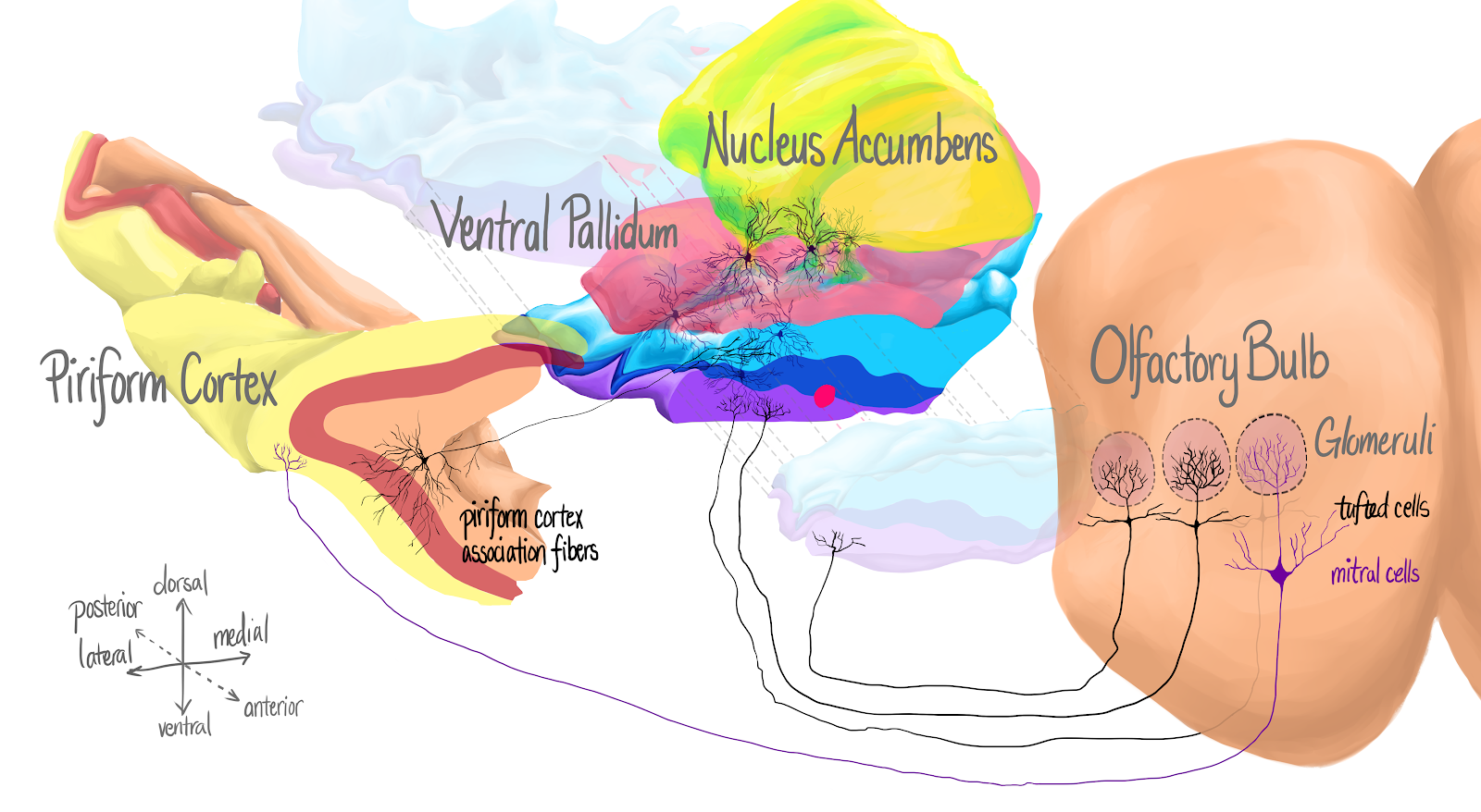 Research Diagram